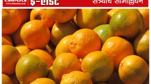 Nagpur orange, export, Indian fruits, Vidharbha, Farmers, Loksatta, loksatta news, martahi, Marathi news