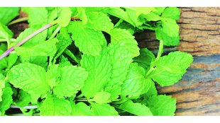 Health benefits, mint, food, cooking, Chaturang, Chaturang news, Marathi, Marathi news