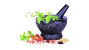 ayurvedic medicines, information , ayurvedic treatment, ajicha batwa, Chaturang, Chaturang news, Loksatta, Loksatta news