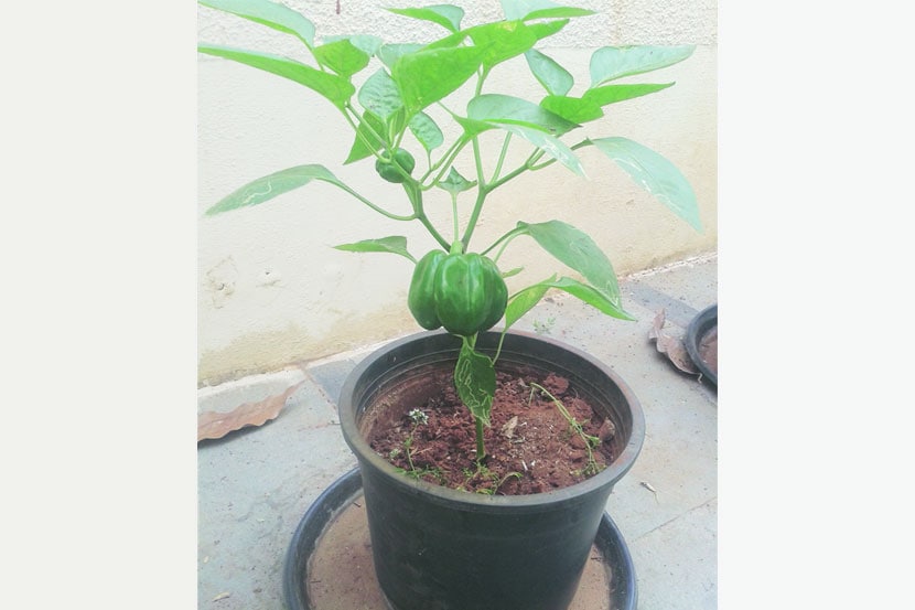 गच्चीवरची बाग- भाजीपाला फुलवताना..