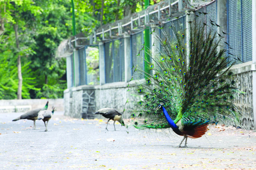 मोरांच्या संरक्षणासाठी टाटा ट्रस्टची ४३ लाखांची मदत