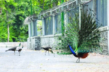 मोरांच्या संरक्षणासाठी टाटा ट्रस्टची ४३ लाखांची मदत