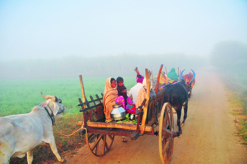 नाशिक जिल्ह्य़ात थंडीचा ...मुक्काम वाढल्यामुळे द्राक्ष बागांना वाचविण्यासाठी उत्पादकांना दररोज अशी कसरत करावी लागत आहे. (छाया - मयूर बारगजे)