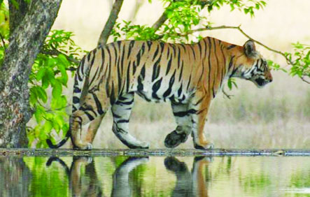 ट्रेक डायरी: रणथंबोर टायगर सफारी ट्रेक डायरी: रणथंबोर टायगर सफारी