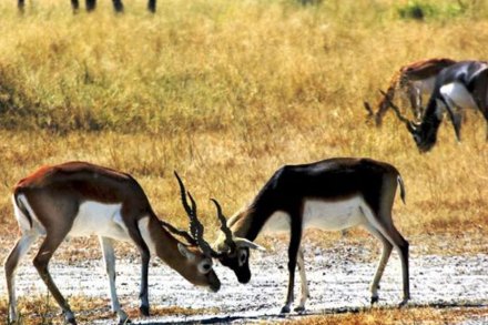 महाराष्ट्रातील साडेतीनशे दुर्गाविषयी आपण साऱ्यांनीच ऐकलेले आहे. 