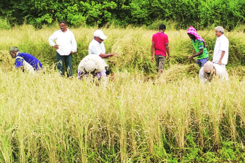 рдордЬреБрд░рд╛рдВрдЕрднрд╛рд╡реА рд╢реЗрддрдХрд░реА рдЪрд┐рдВрддреЗрдд рдордЬреБрд░рд╛рдВрдЕрднрд╛рд╡реА рд╢реЗрддрдХрд░реА рдЪрд┐рдВрддреЗрдд