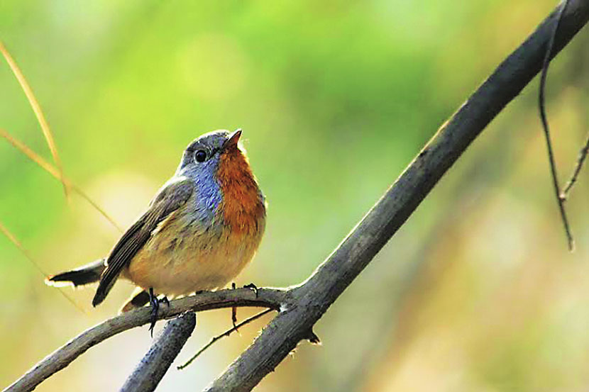 हिमालयातील पाहुण्या पक्ष्यांची ठाण्यात शिकार!
