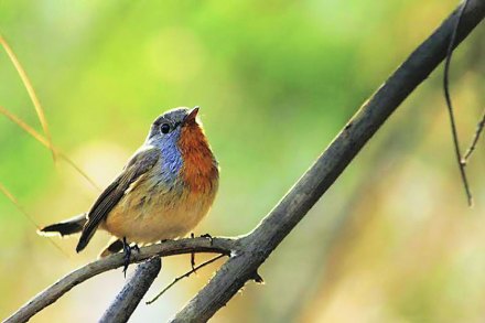 हिमालयातील पाहुण्या पक्ष्यांची ठाण्यात शिकार! हिमालयातील पाहुण्या पक्ष्यांची ठाण्यात शिकार!