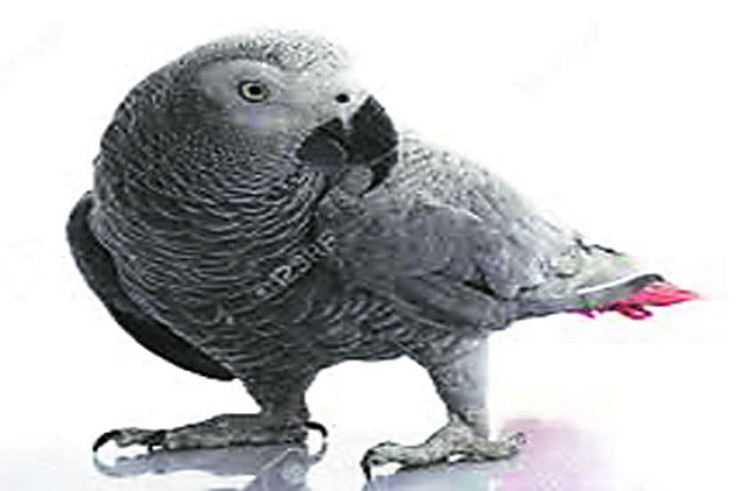 ‘ग्रे पॅरट’