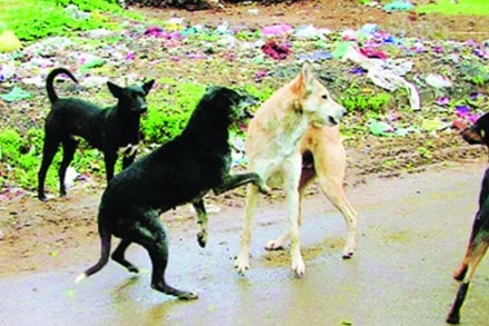 निर्बिजीकरण करुन भटक्या कुत्र्यांच्या संख्येवर नियंत्रण आणण्याचे प्रयत्न सुरू असले तरी त्यात पालिका यशस्वी ठरलेली नाही. निर्बिजीकरण करुन भटक्या कुत्र्यांच्या संख्येवर नियंत्रण आणण्याचे प्रयत्न सुरू असले तरी त्यात पालिका यशस्वी ठरलेली नाही.