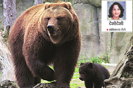 १९७६ सालापासून फ्लोरिडात अस्वलांच्या शहरातल्या वावरावर लक्ष ठेवलं गेलं आहे