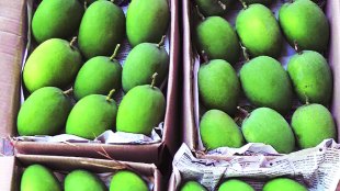 Alphonso mango, record break price, Mahrashtra, Hapus, हापूस आंबा, Loksatta, Loksatta news, Marathi, Marathi news