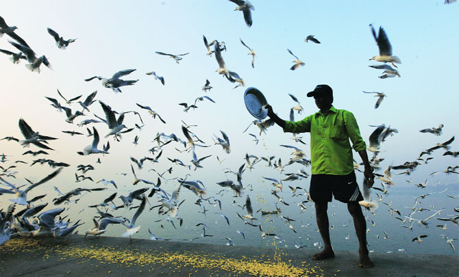 कच्छच्या रणात येणाऱ्या रोहित पक्ष्यांनी अजूनही मुंबईत पाऊल ठेवले नसले तरी मुंबईत वेगवेगळ्या प्रांतांतून उडते पाहुणे येण्यास सुरुवात झाली आहे. कच्छच्या रणात येणाऱ्या रोहित पक्ष्यांनी अजूनही मुंबईत पाऊल ठेवले नसले तरी मुंबईत वेगवेगळ्या प्रांतांतून उडते पाहुणे येण्यास सुरुवात झाली आहे.