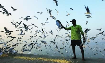 कच्छच्या रणात येणाऱ्या रोहित पक्ष्यांनी अजूनही मुंबईत पाऊल ठेवले नसले तरी मुंबईत वेगवेगळ्या प्रांतांतून उडते पाहुणे येण्यास सुरुवात झाली आहे. कच्छच्या रणात येणाऱ्या रोहित पक्ष्यांनी अजूनही मुंबईत पाऊल ठेवले नसले तरी मुंबईत वेगवेगळ्या प्रांतांतून उडते पाहुणे येण्यास सुरुवात झाली आहे.