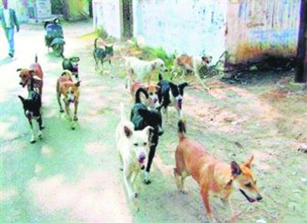 सात कोटी खर्च करूनही श्वानांची संख्या कायमच सात कोटी खर्च करूनही श्वानांची संख्या कायमच