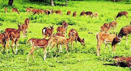 वनसंवर्धन राखीव क्षेत्र जाहीर झाल्यानंतरही येथे हरणांसाठी सुविधा नाहीत. 