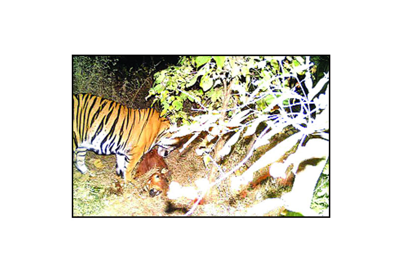 यावल अभयारण्यातील जामणी शिवारात कैद झालेला वाघ. 