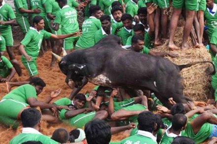 हा खेळ बलांसाठी अमाप क्रौर्याचा आहे, किंबहुना तो खेळच नाही असे स्पष्टपणे नमूद करीत सर्वोच्च न्यायालयाने २०१४ सालच्या मे महिन्यात या खेळावर बंदी आणली.