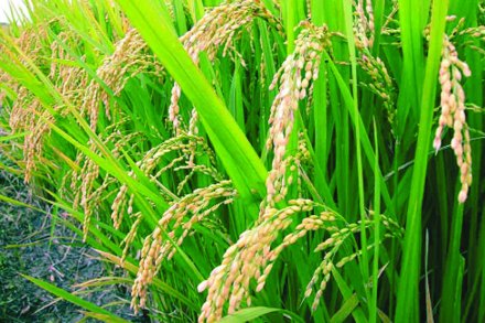 भाताला आधारभूत किंमत १४१०० रुपये प्रति िक्वटल भाताला आधारभूत किंमत १४१०० रुपये प्रति िक्वटल