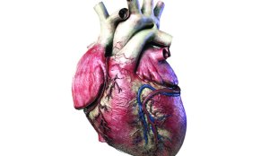 Donate heart after death,मूत्रपिंड दान