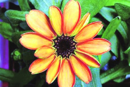 आंतरराष्ट्रीय अवकाश स्थानकात उगवले असून त्याचे छायाचित्र अमेरिकी अवकाशवीर स्कॉट केली यांनी ट्विटरवर पाठवले आहे. आंतरराष्ट्रीय अवकाश स्थानकात उगवले असून त्याचे छायाचित्र अमेरिकी अवकाशवीर स्कॉट केली यांनी ट्विटरवर पाठवले आहे.