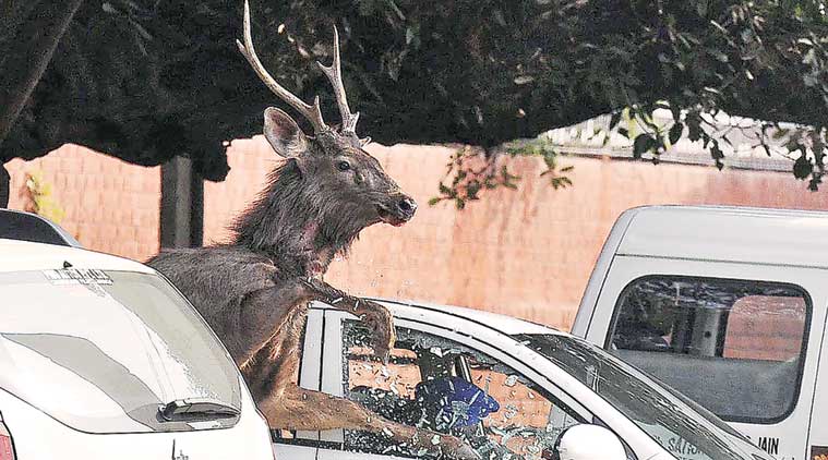 When a stag ran wild in Chandigarh, wild animals, mishap, Chandigarh, Loksatta, Loksatta news, Marathi, Marathi news When a stag ran wild in Chandigarh, wild animals, mishap, Chandigarh, Loksatta, Loksatta news, Marathi, Marathi news