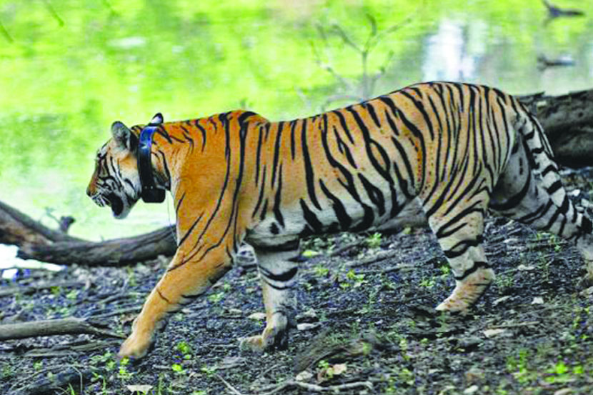 ताडोबाच्या जंगलात ८८ पट्टेदार वाघ