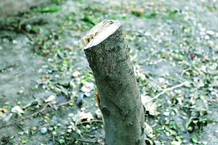 इचलकरंजी शहरात राजरोसपणे वृक्षांची कत्तल