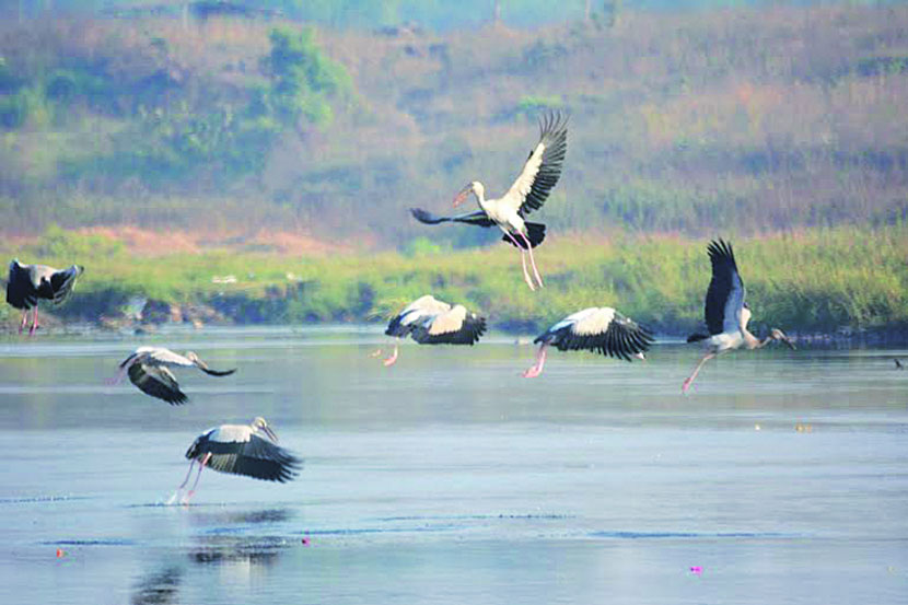 नदीवरील तुलनेने स्वच्छ भागात अन्नाच्या शोधात असलेले स्थलांतरित पक्षी, तर रासायनिक पाण्यामुळे संपूर्ण नदीच्या पात्रात निर्माण झालेली जलपर्णी वनस्पती.