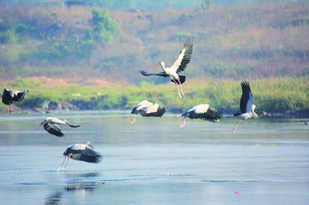 नदीवरील तुलनेने स्वच्छ भागात अन्नाच्या शोधात असलेले स्थलांतरित पक्षी, तर रासायनिक पाण्यामुळे संपूर्ण नदीच्या पात्रात निर्माण झालेली जलपर्णी वनस्पती.