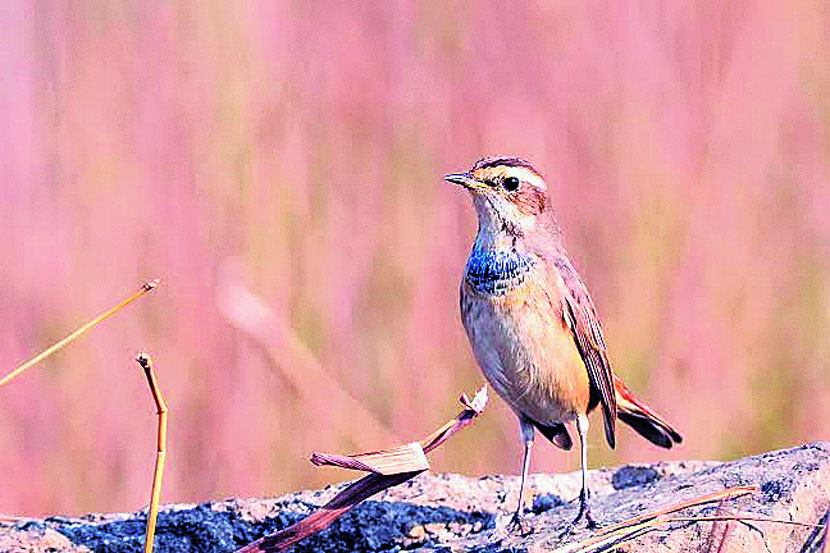 डोंबिवलीत अजूनही तब्बल २५०हून अधिक स्थलांतरित पक्षी येतात.