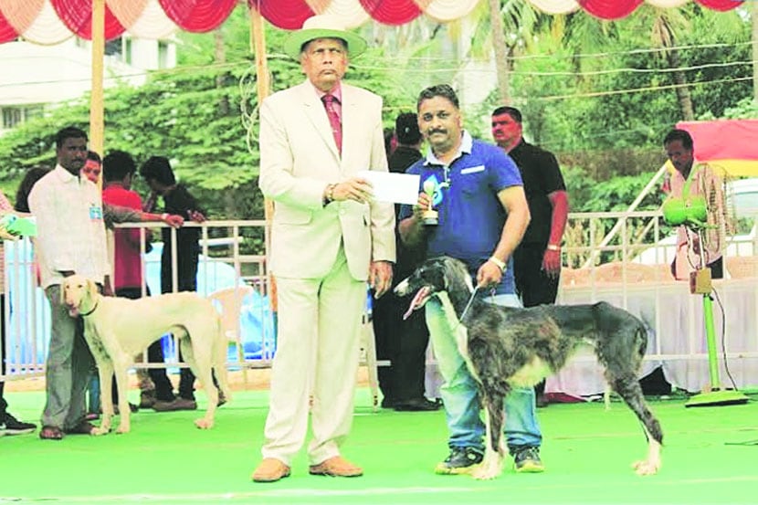  परदेशी श्वान काही प्रमाणात नाजूक असले तरी विशिष्ट गुणवैशिष्टय़ांमुळे भारतात परदेशी कुत्र्यांची आवड अधिक प्रमाणात वाढली.