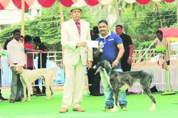 पेट टॉक : महाराष्ट्रातील पशमी हाऊंड