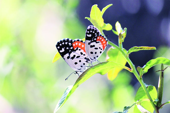 क्लिक: राजश्री हजारे, टिटवाळा