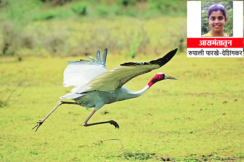 निसर्गातला प्रेमोत्सव