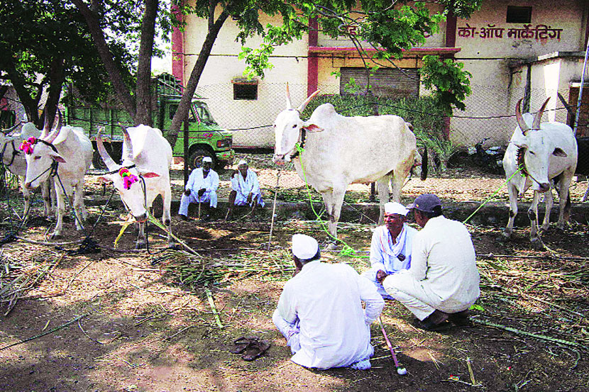 बाजार समित्या कधी सुधारणार?