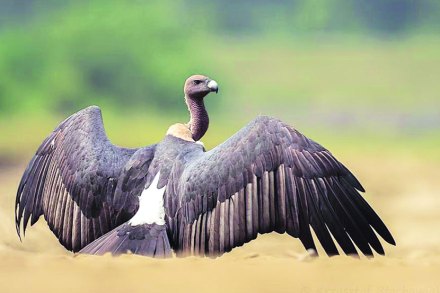 गिधाड संवर्धनासाठी सायकल रॅली