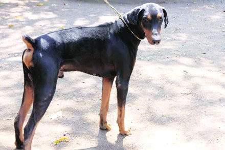 ठाणे पोलीस दलातील श्वान पथकात ‘नील’ नावाचा श्वान