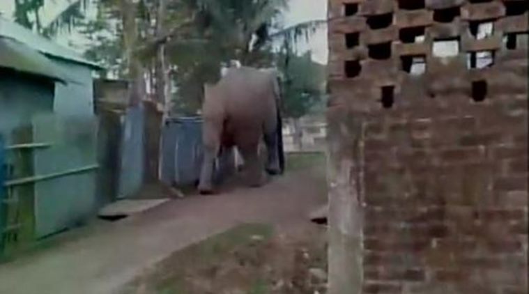 Rampaging elephant damages buildings, mishap, Siliguri, Loksatta, loksatta news, Marathi, Marathi news Rampaging elephant damages buildings, mishap, Siliguri, Loksatta, loksatta news, Marathi, Marathi news