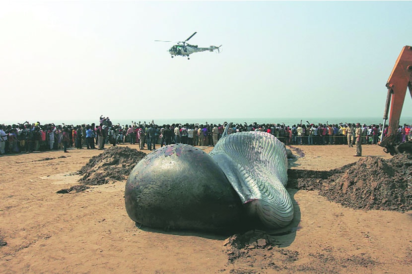 पूर्व किनारपट्टीवरील ही घटना ताजी असतानाच मुंबईच्या जुहू किनारपट्टीवर ३६ फुटी देवमासा लागला. 