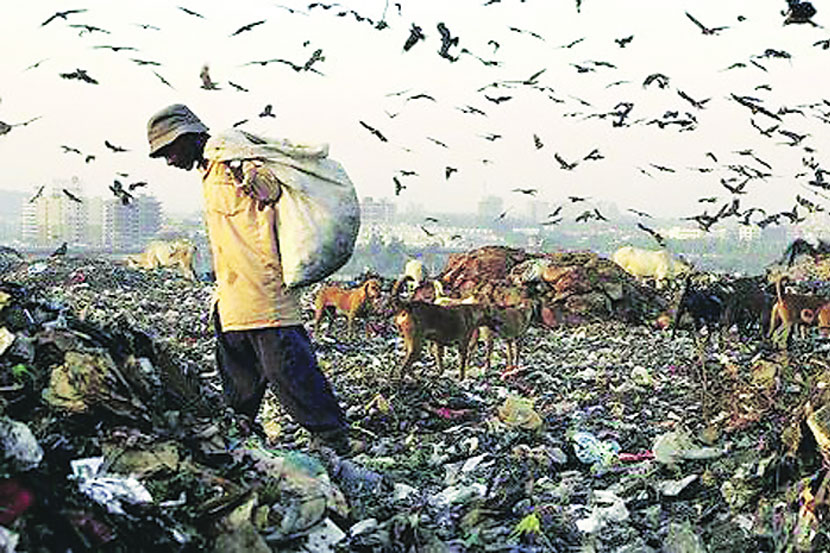 कचऱ्याच्या डोंगरात कुत्र्यांची पकडापकडी! कचऱ्याच्या डोंगरात कुत्र्यांची पकडापकडी!