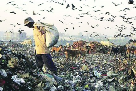 कचऱ्याच्या डोंगरात कुत्र्यांची पकडापकडी!