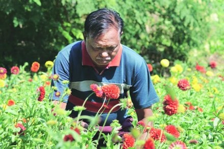 झेंडूसारख्या दिसणाऱ्या जर्मन जातीच्या फुलांची मुख्य पीक म्हणून लागवड केली आहे.