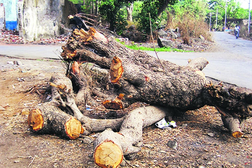 रस्त्यासाठी पुन्हा झाडांची कत्तल