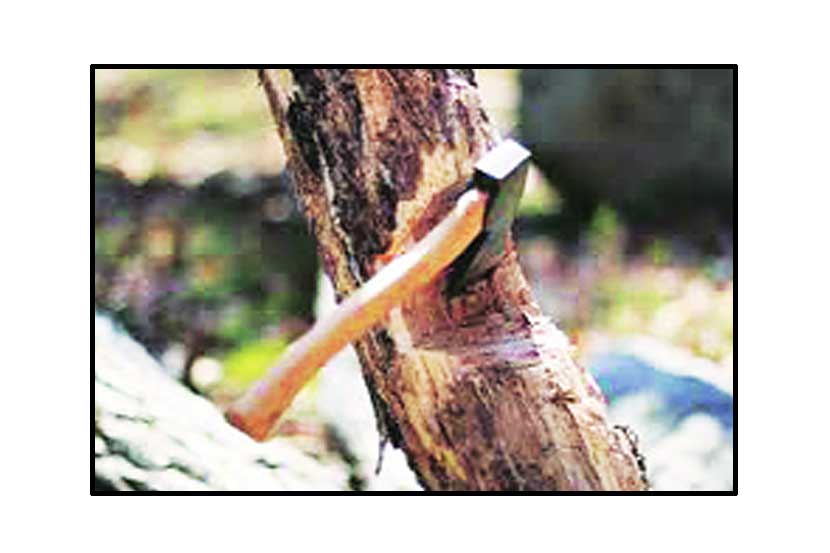 वृक्षतोडीचा ‘गुपचूप’ कारभार आता पारदर्शक