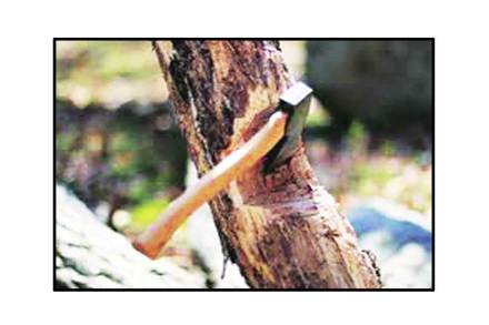 वृक्षतोडीचा ‘गुपचूप’ कारभार आता पारदर्शक