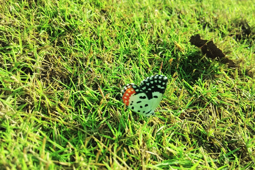 फुलपाखरांच्या जगात : ‘लाईम बटरफ्लाय’ फुलपाखरांच्या जगात : ‘लाईम बटरफ्लाय’