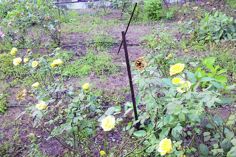 गुलाब उद्यान, डोंबिवली गुलाब उद्यान, डोंबिवली