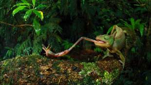 World Press Photo, छायाचित्र पारितोषिक ,photography competition, World Press Photo winners, best photography, see pics, Loksatta, Loksatta news, Marathi, Marathi news