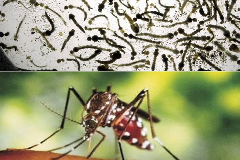 जिल्ह्य़ातील डासांची उत्पत्तिस्थाने नष्ट करण्याच्या सूचना देण्यात आल्या आहेत.  जिल्ह्य़ातील डासांची उत्पत्तिस्थाने नष्ट करण्याच्या सूचना देण्यात आल्या आहेत.